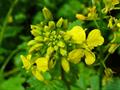 White mustard 